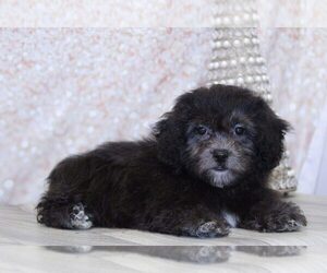 Zuchon Puppy for sale in MARIETTA, GA, USA