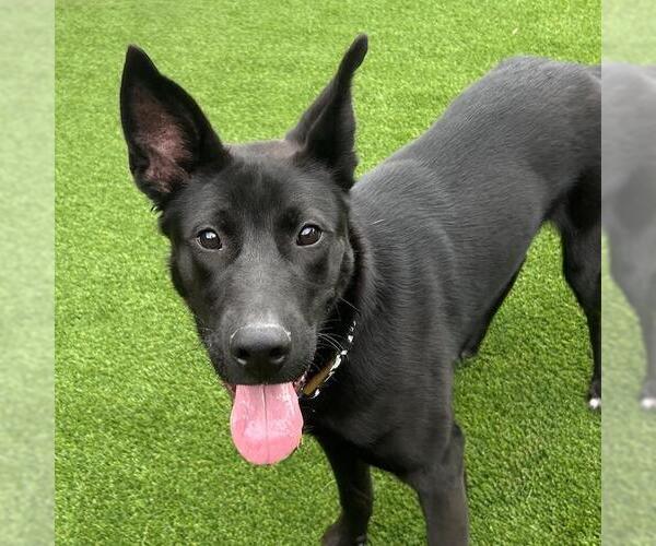 Medium Photo #2 Labrador Retriever-Unknown Mix Puppy For Sale in San Diego, CA, USA