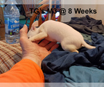 Small #2 Chihuahua