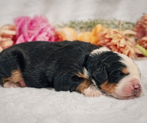 Bernedoodle-Bernese Mountain Dog Mix Puppy for sale in ERIE, CO, USA