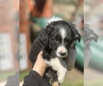 Small Photo #3 Border Collie-Miniature Australian Shepherd Mix Puppy For Sale in MITCHELL, OR, USA