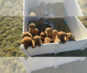 Goldendoodle Puppy for Sale in HESPERIA, California USA