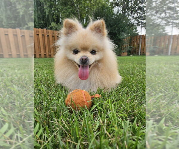 Medium Photo #4 Pomeranian Puppy For Sale in Mundelein, IL, USA