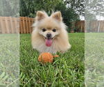 Small #3 Pomeranian