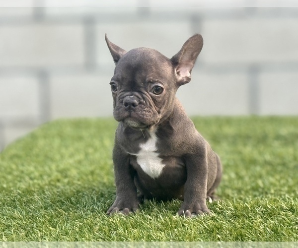 Medium Photo #10 French Bulldog Puppy For Sale in RALEIGH, NC, USA