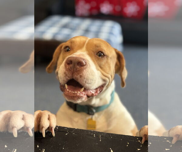 Medium Photo #2 American Pit Bull Terrier-American Staffordshire Terrier Mix Puppy For Sale in Phoenix, AZ, USA