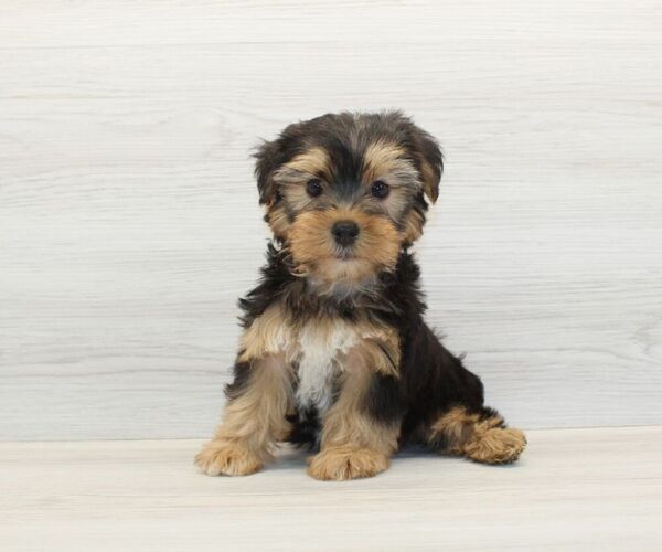 Medium Photo #4 Yorkshire Terrier Puppy For Sale in LAS VEGAS, NV, USA