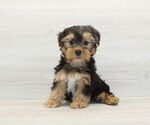 Small #3 Yorkshire Terrier