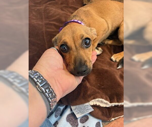 Medium Photo #4 Chiweenie Puppy For Sale in San Diego, CA, USA