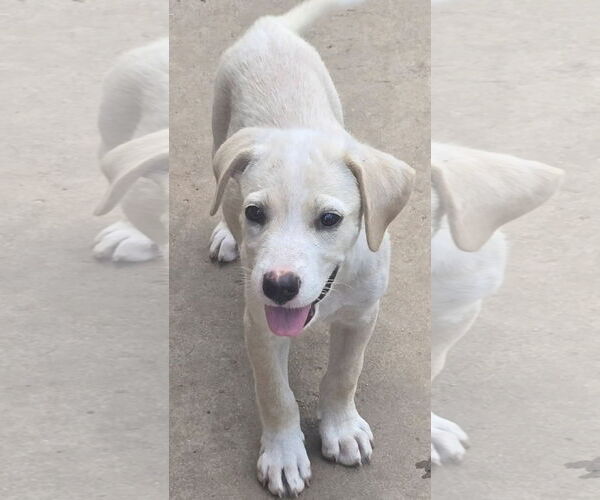 Medium Photo #6 Labrador Retriever-Unknown Mix Puppy For Sale in Alexander, AR, USA