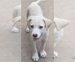 Small #5 Labrador Retriever Mix