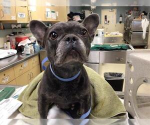 French Bulldog Dogs for adoption in Riverside, CA, USA