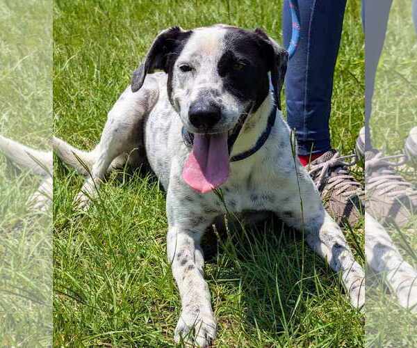 Medium Photo #2 Pointer-Unknown Mix Puppy For Sale in Anniston, AL, USA