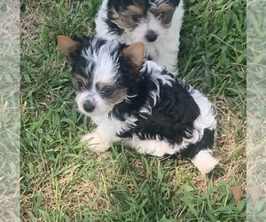 Biewer Terrier Puppy for Sale in MARYSVILLE, Kansas USA