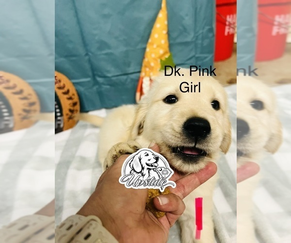 Medium Photo #2 Golden Retriever Puppy For Sale in BOILING SPGS, SC, USA