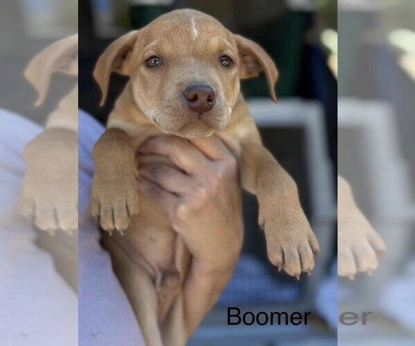 Medium Photo #1 Mutt Puppy For Sale in Wenonah, NJ, USA