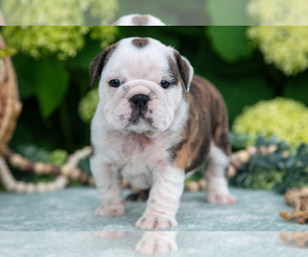 Medium Photo #3 English Bulldog Puppy For Sale in MILLERSBURG, OH, USA