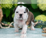 Small #2 English Bulldog