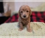 Small #9 Goldendoodle