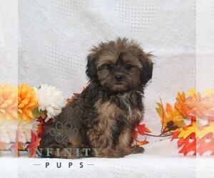ShihPoo Puppy for sale in RISING SUN, MD, USA