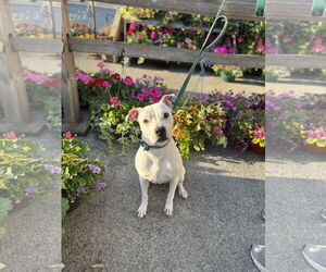 Bullboxer Pit Dogs for adoption in Williamsburg, IA, USA
