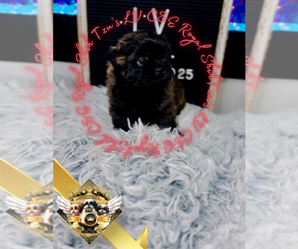 Medium Photo #9 Shih Tzu Puppy For Sale in ATHENS, GA, USA