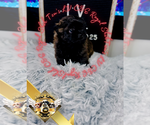 Small #8 Shih Tzu