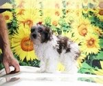 Birdie - Female Goldendoodle (Miniature) Puppy for Sale - Photo #4