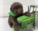 Puppy 2 Shorkie Tzu