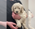 Small Photo #3 Goldendoodle Puppy For Sale in BATTLE GROUND, WA, USA