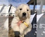 Small Photo #7 English Cream Golden Retriever Puppy For Sale in NEWVILLE, PA, USA