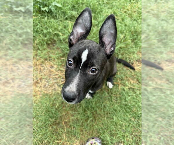Medium Photo #2 Border Collie-Unknown Mix Puppy For Sale in Canton, CT, USA