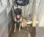 Small #1 Mutt