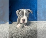 Puppy Pablo American Bully