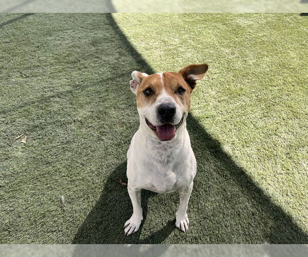 Medium Photo #1 American Pit Bull Terrier-Unknown Mix Puppy For Sale in Corona, CA, USA