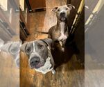 Small #20 American Pit Bull Terrier Mix