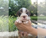 Small #1 English Bulldog