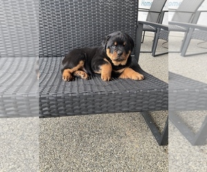 Rottweiler Puppy for sale in STRASBURG, OH, USA