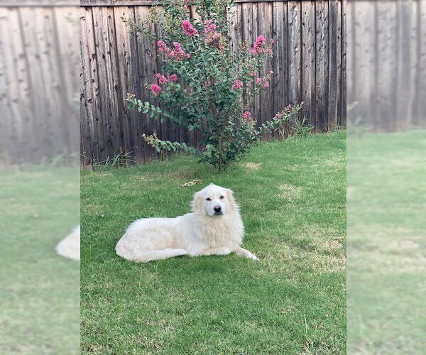 Medium Photo #6 Great Pyrenees Puppy For Sale in Spring, TX, USA