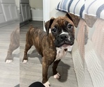 Small Photo #3 Boxer Puppy For Sale in PARAGON, IN, USA