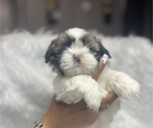 Medium Photo #5 Shih Tzu Puppy For Sale in MEMPHIS, TN, USA