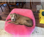 Small #4 American Pit Bull Terrier Mix