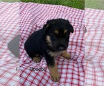 Puppy Puppy 5 German Shepherd Dog