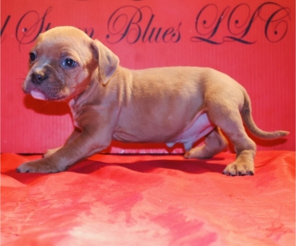 Medium Photo #23 American Bully Puppy For Sale in TRENTON, NJ, USA