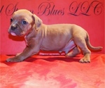 Small Photo #23 American Bully Puppy For Sale in TRENTON, NJ, USA