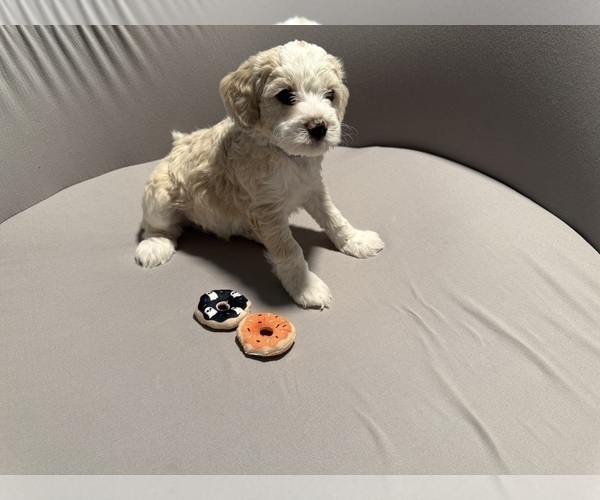 Medium Photo #4 Bernedoodle (Miniature) (+ Poodle Miniature) Puppy For Sale in BREA, CA, USA