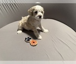 Small Photo #4 Bernedoodle (Miniature) (+ Poodle Miniature) Puppy For Sale in BREA, CA, USA