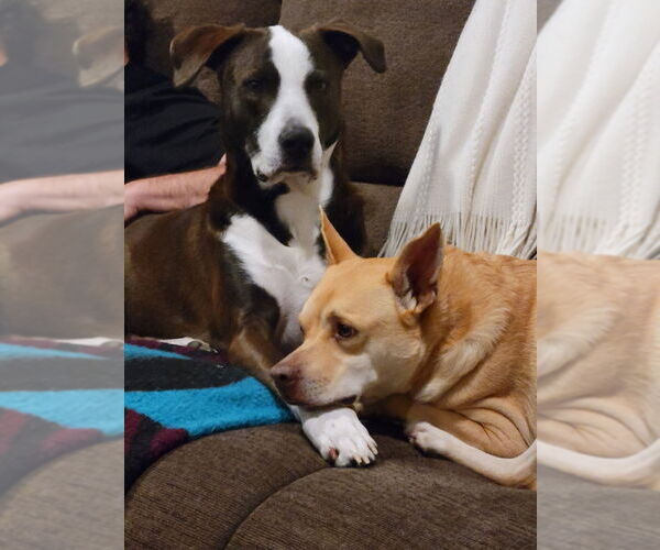 Medium Photo #13 Mutt Puppy For Sale in Oceanside, CA, USA