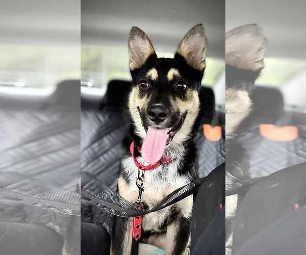 Medium Photo #2 German Shepherd Dog-Unknown Mix Puppy For Sale in Holly Hill, SC, USA