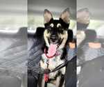 Small #1 German Shepherd Dog Mix